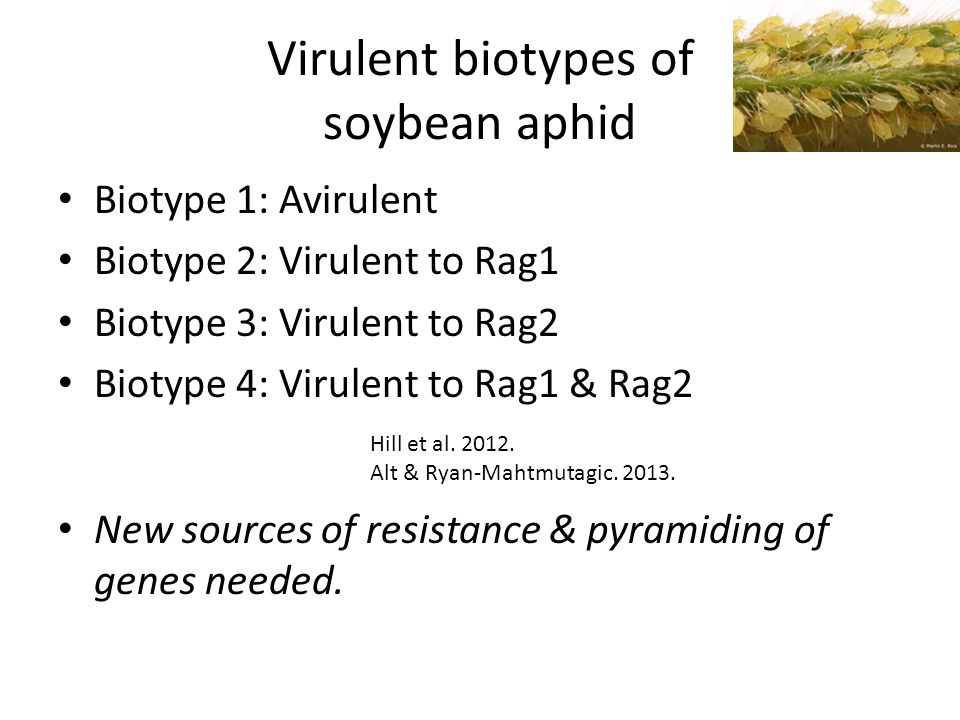 Virulent biotypes of soybean aphid Biotype 1: Avirulent Biotype 2: Virulent to Rag1 Biotype 3: Virulent to Rag2 Biotype 4: Virulent to Rag1 & Rag2 New sources of resistance & pyramiding of genes needed.