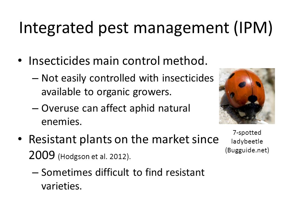 Integrated pest management (IPM) Insecticides main control method.