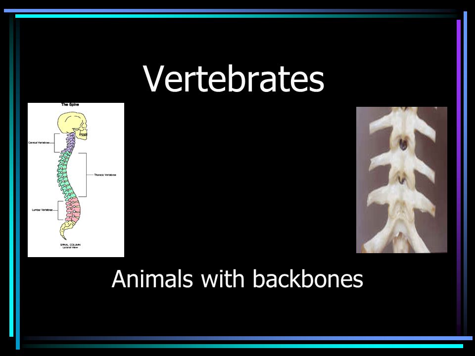 Vertebrates Animals with backbones