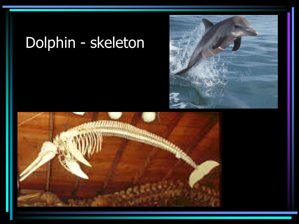 Dolphin - skeleton