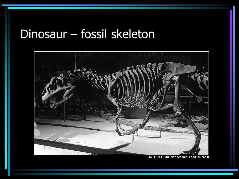 Dinosaur – fossil skeleton