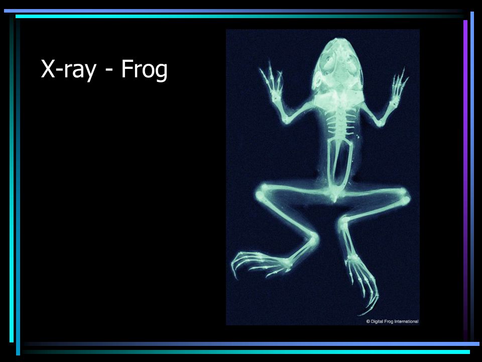 X-ray - Frog