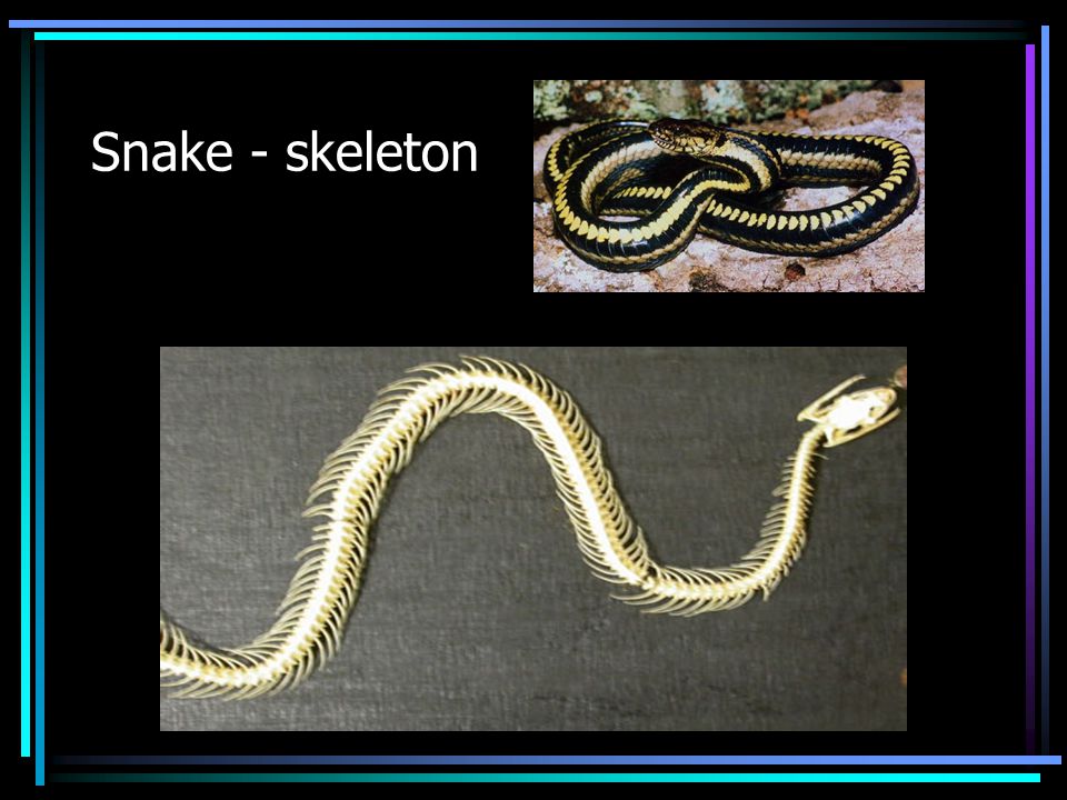 Snake - skeleton