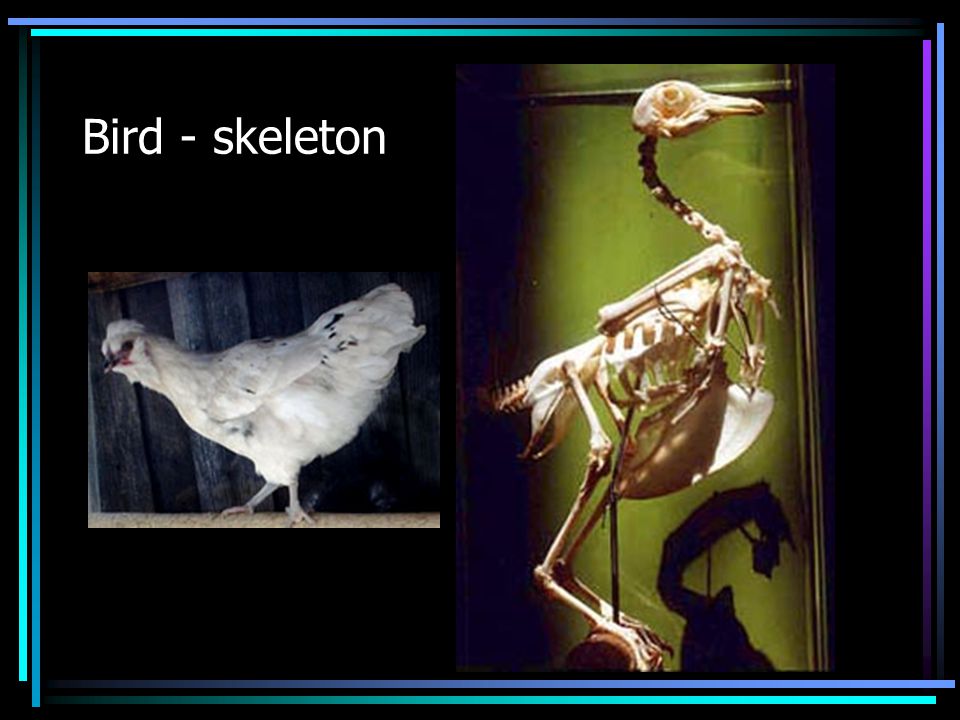 Bird - skeleton