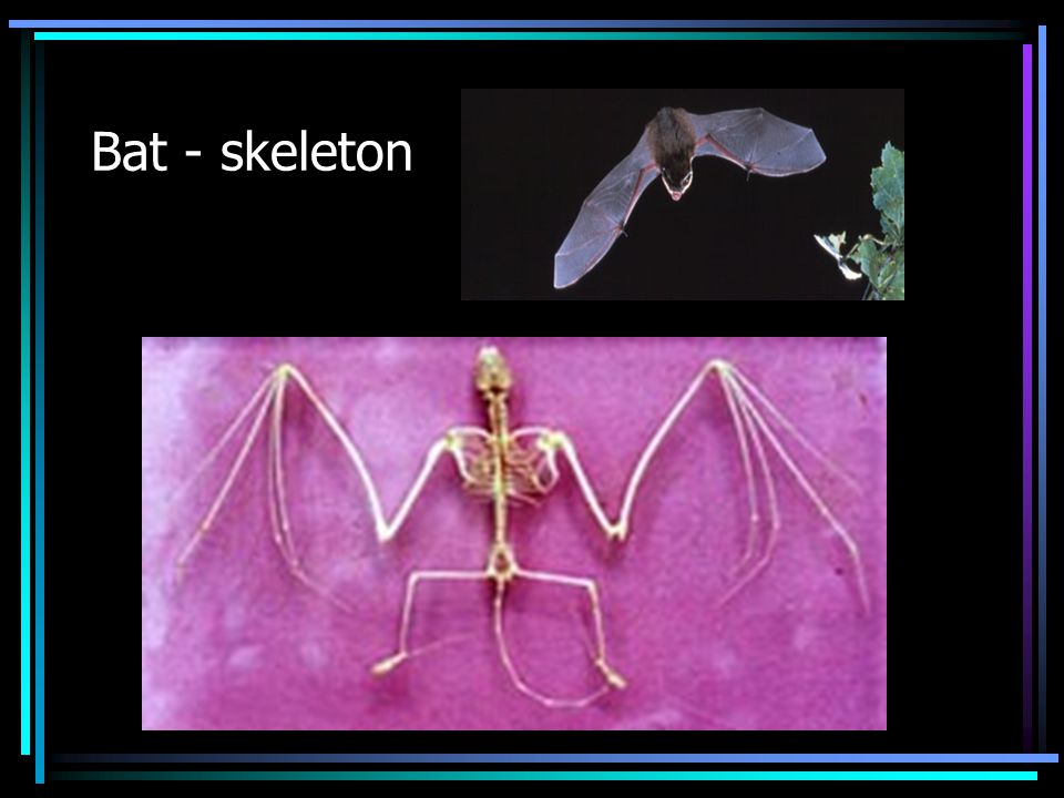 Bat - skeleton