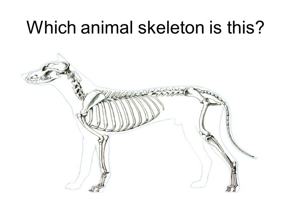 Animal Bones Are they like ours?. Which animal skeleton is this? - ppt  download
