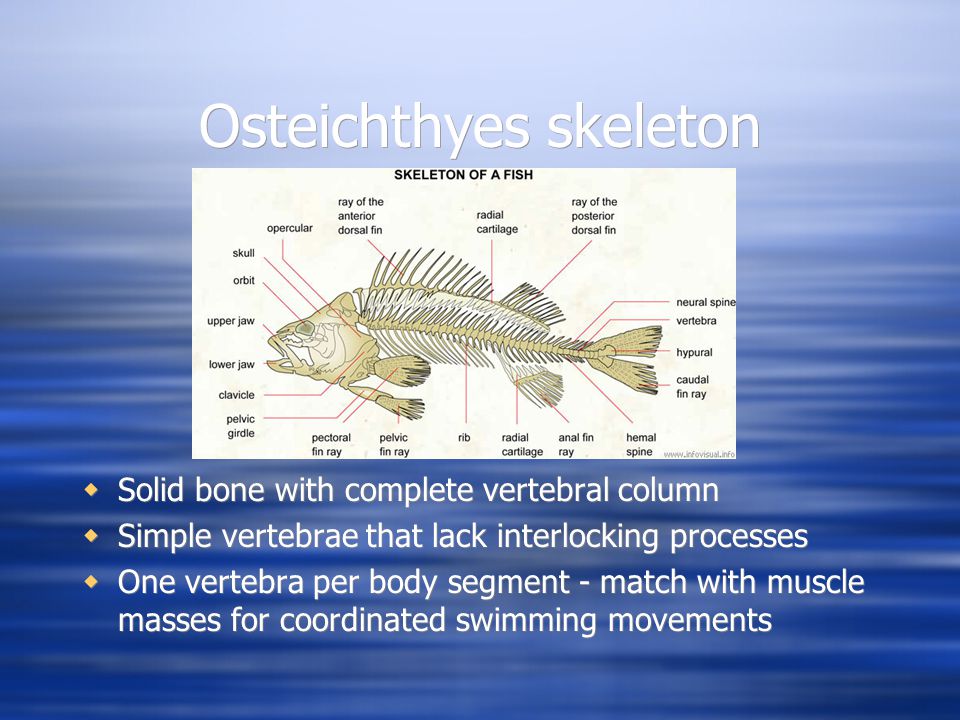 Skelton & Muscles. Hagfish  No true vertebrae - sheath of