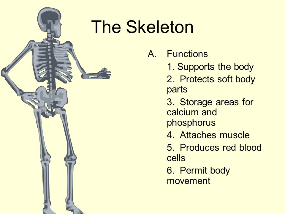 Для скелета не характерна