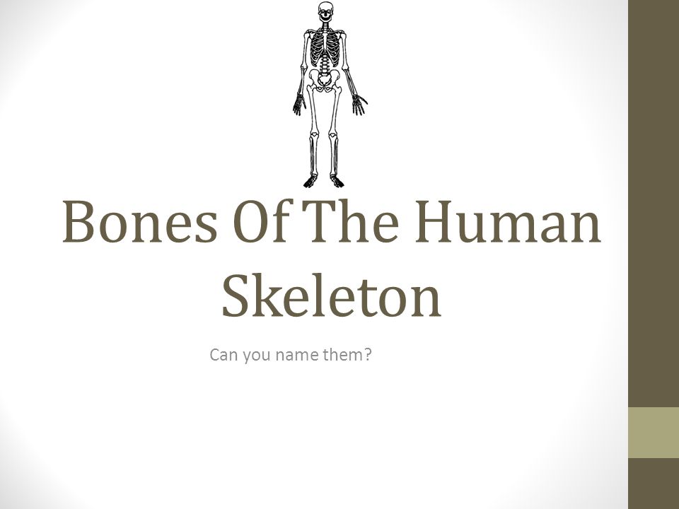 Bones Of The Human Skeleton Can you name them