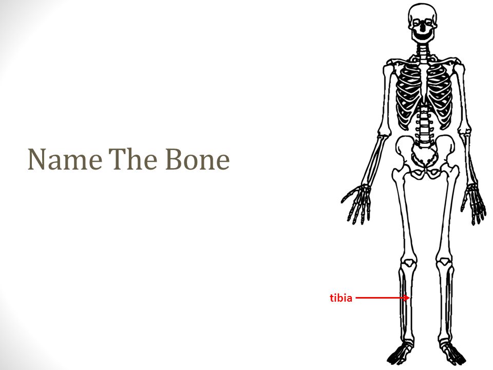 tibia Name The Bone