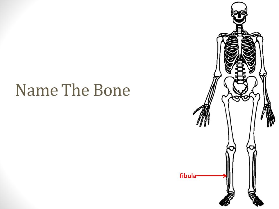 fibula Name The Bone