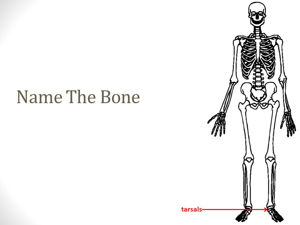 tarsals Name The Bone
