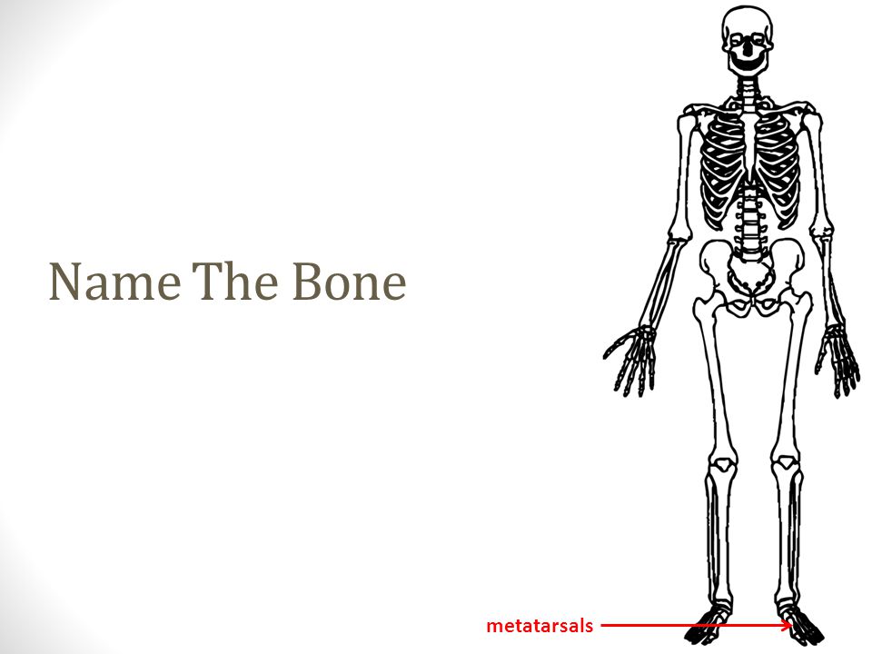 metatarsals Name The Bone