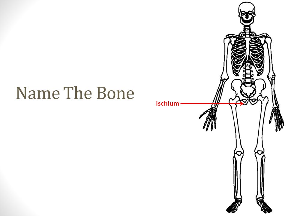 ischium Name The Bone