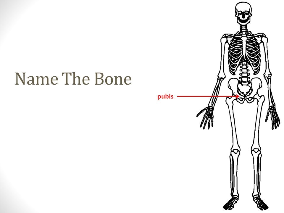 pubis Name The Bone