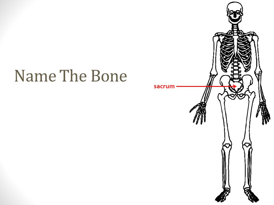 sacrum Name The Bone