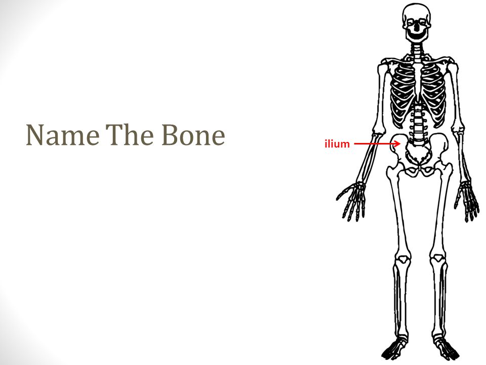 ilium Name The Bone
