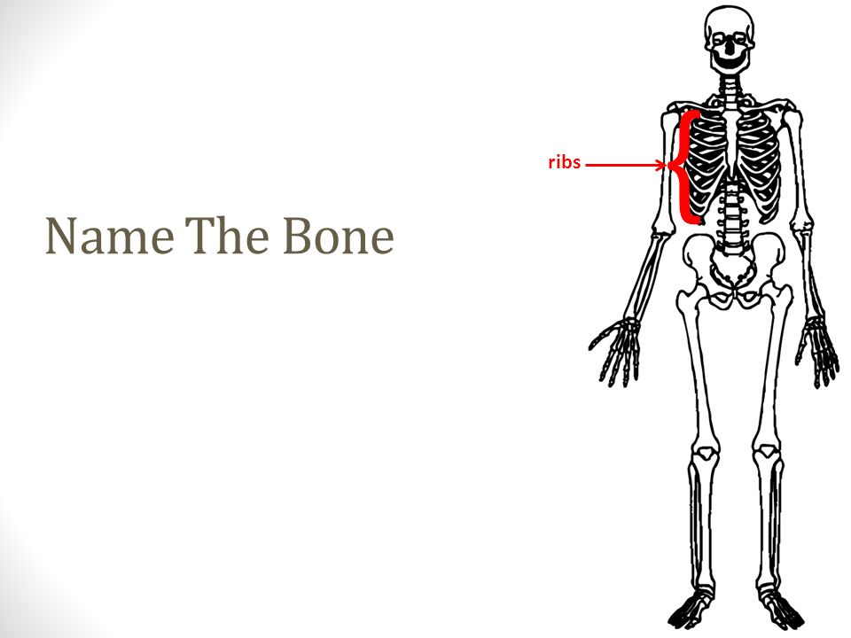 ribs Name The Bone {