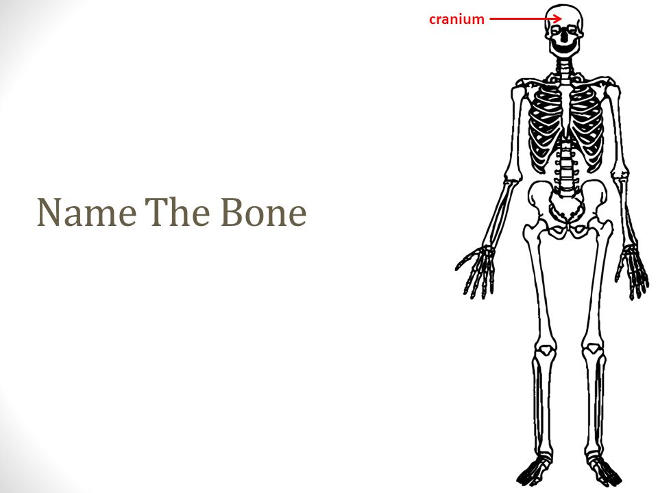 Name The Bone cranium