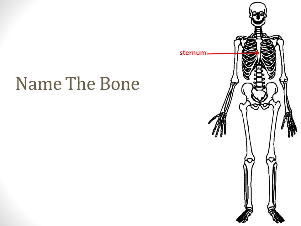 sternum Name The Bone