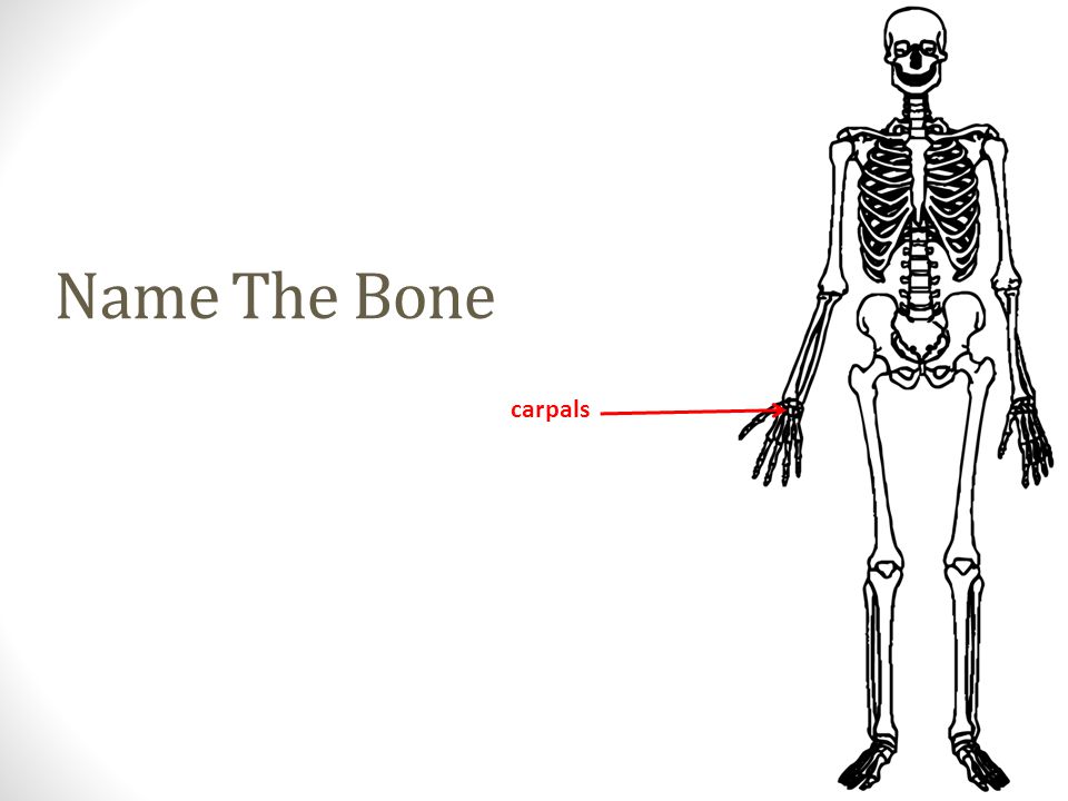 carpals Name The Bone