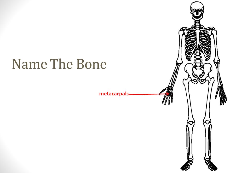 metacarpals Name The Bone