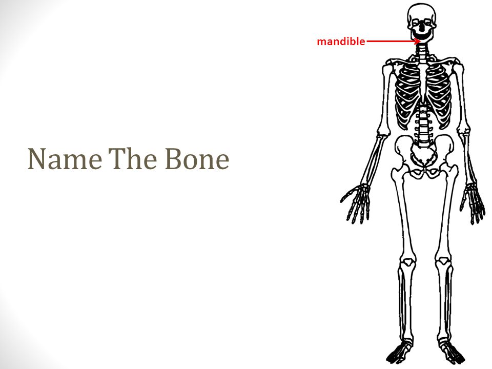 mandible Name The Bone
