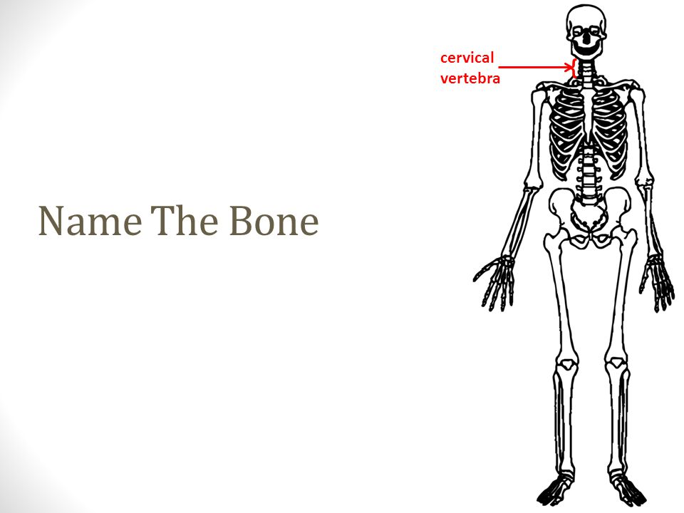 cervical vertebra Name The Bone {