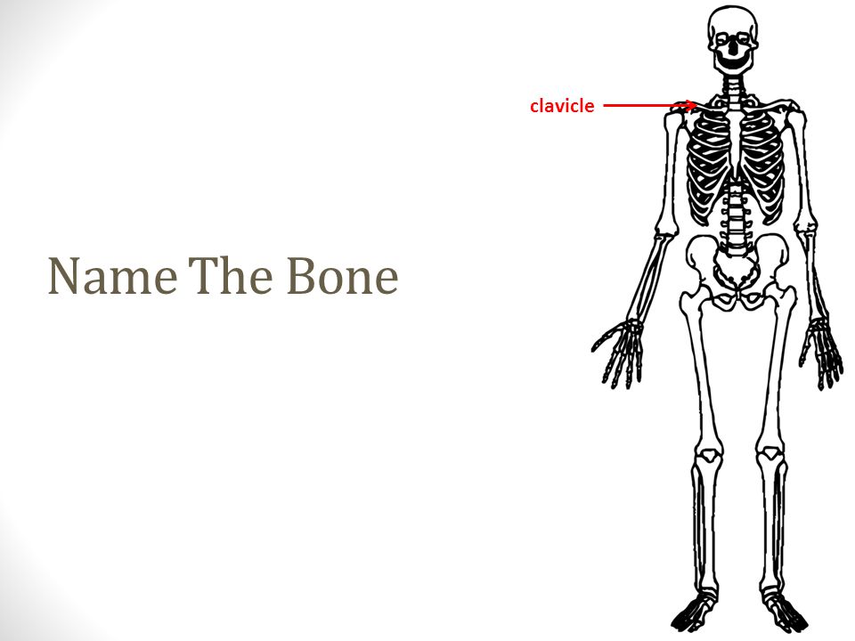 clavicle Name The Bone