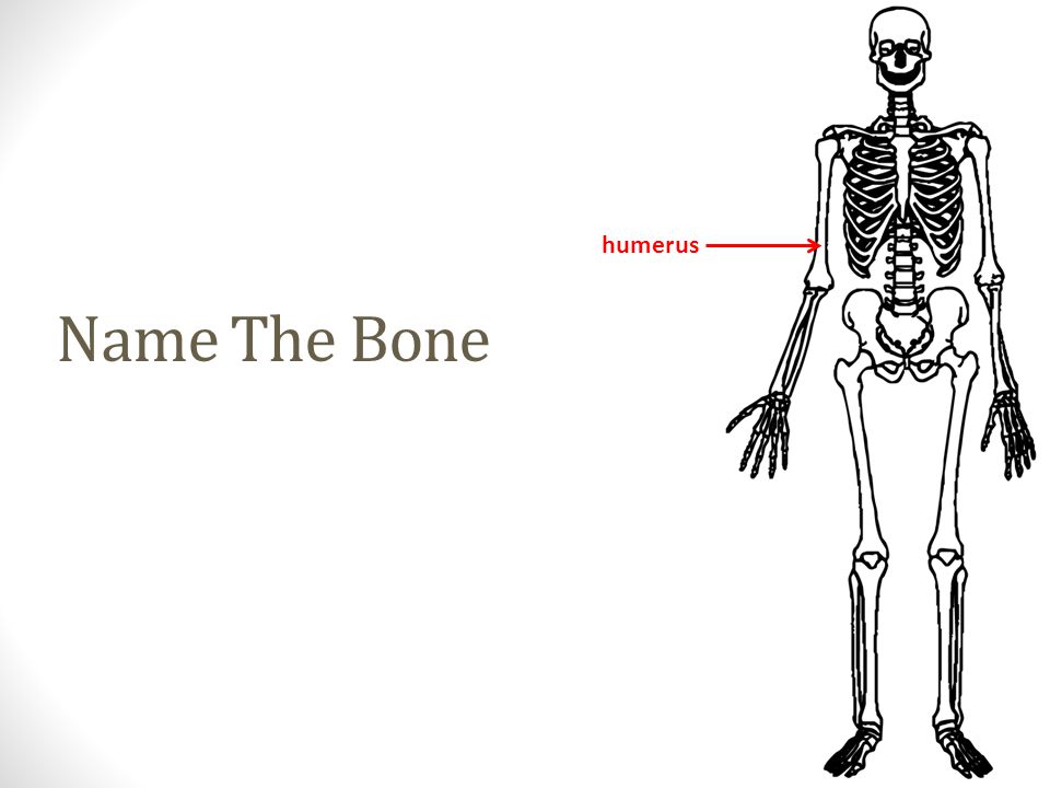 humerus Name The Bone