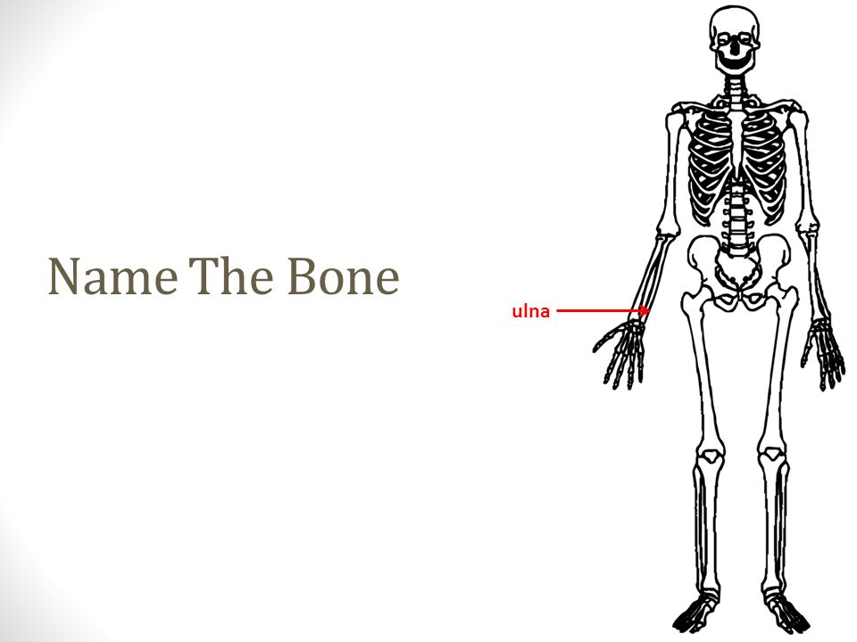 ulna Name The Bone