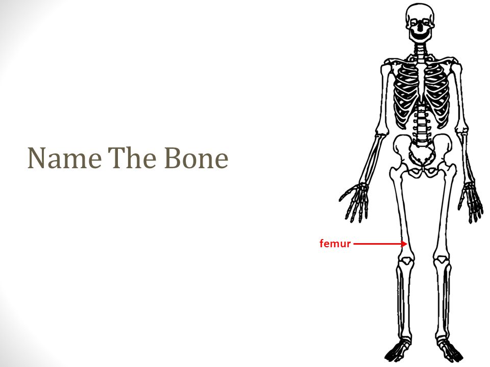 femur Name The Bone
