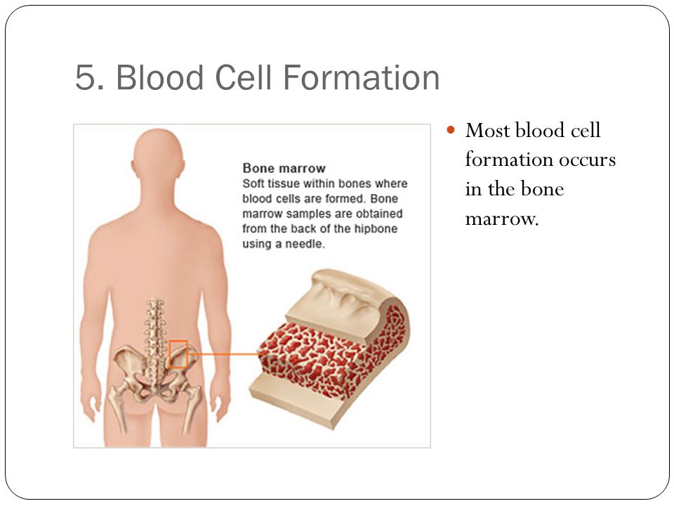 5. Blood Cell Formation Most blood cell formation occurs in the bone marrow.