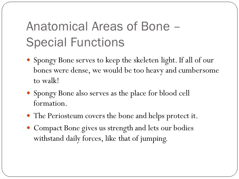 Anatomical Areas of Bone – Special Functions Spongy Bone serves to keep the skeleten light.