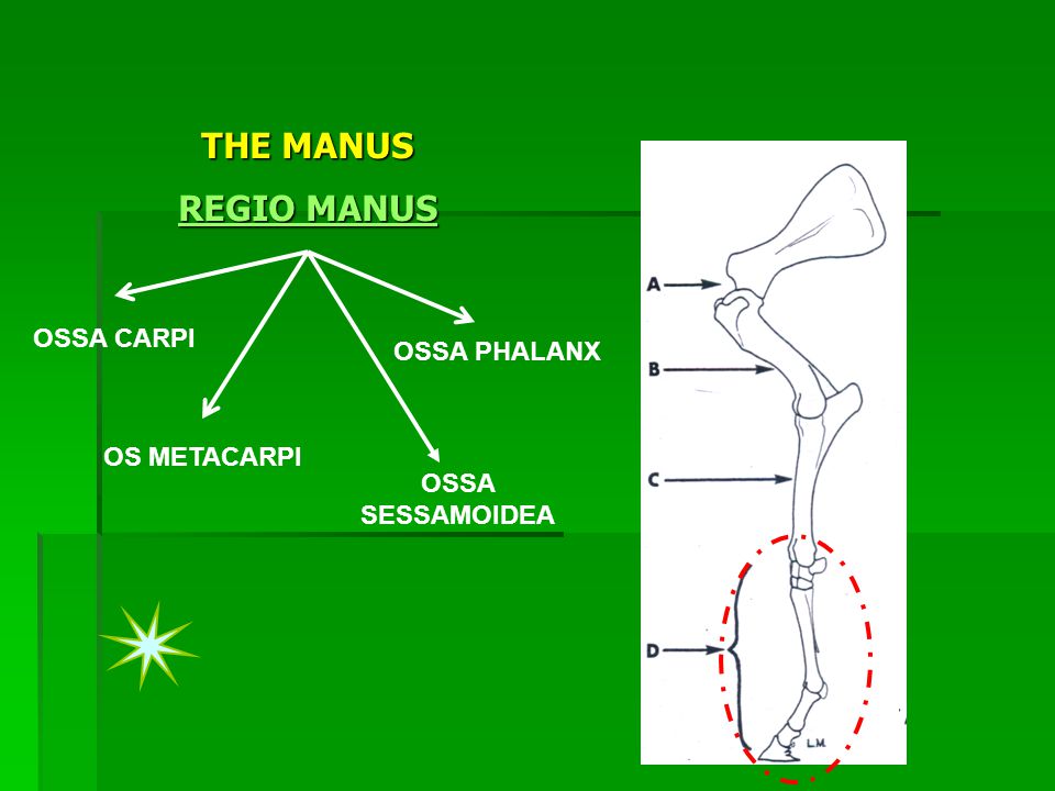 Pectoral Girdle and Upper Limb Diagram