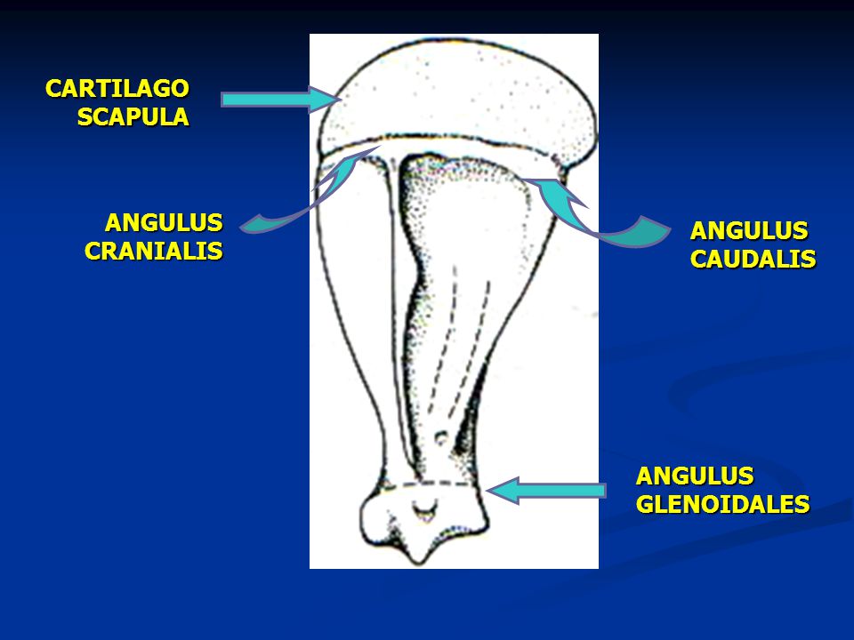 Angreb våben Hvis GENERAL OBJECTIVES : The students understands about structure and position  of the bones which formed the limbs and they articulations. - ppt download