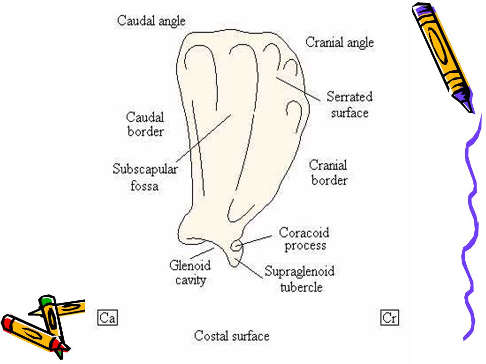 GENERAL OBJECTIVES : The students understands about structure and position  of the bones which formed the limbs and they articulations. - ppt download