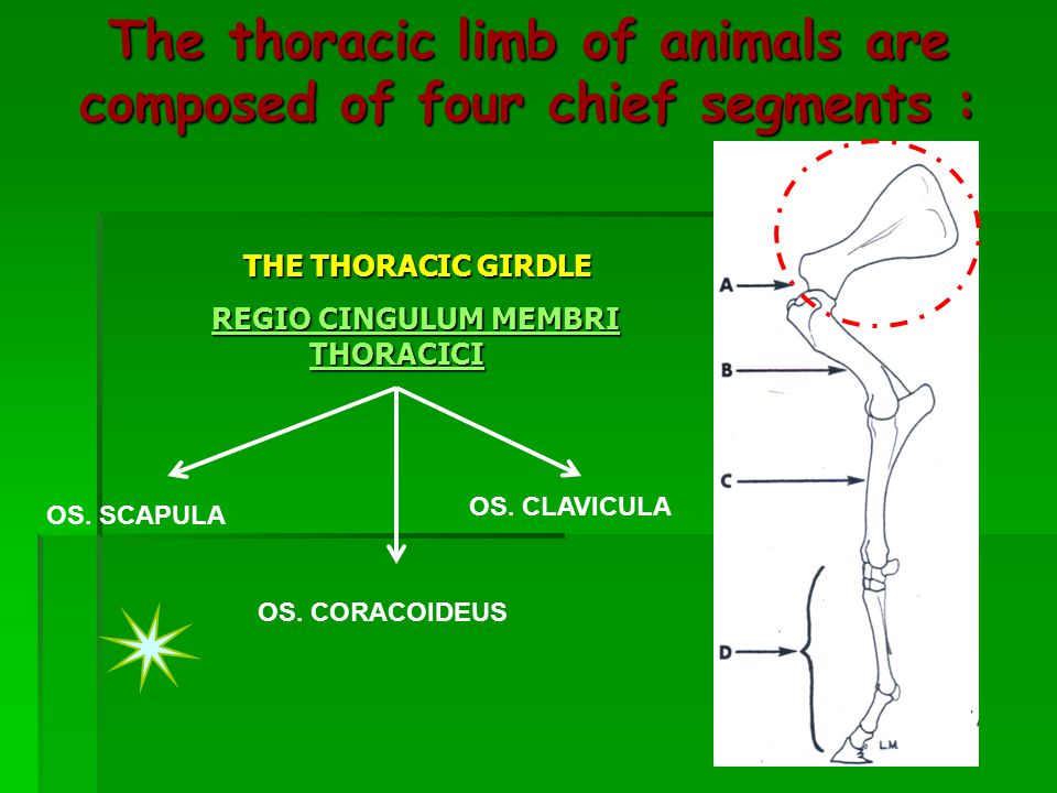 Pectoral Girdle and Upper Limb Diagram