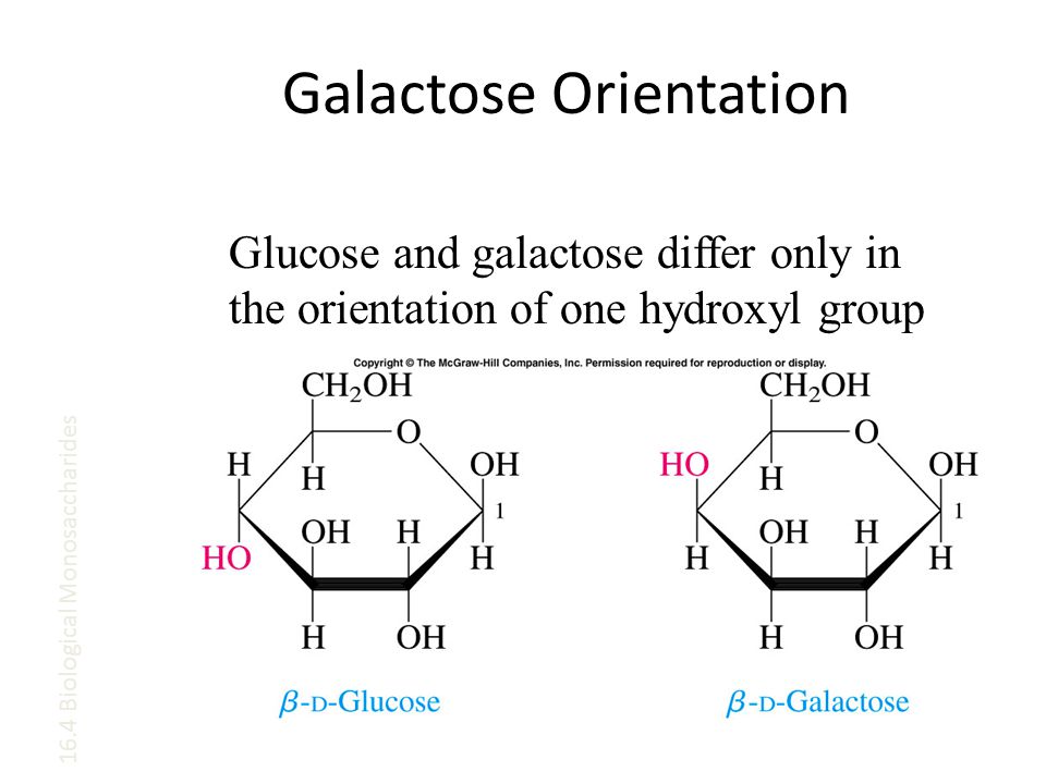 16.4 Biological Monosaccharides Glucose and galactose differ only in the orientation of one hydroxyl group Galactose Orientation