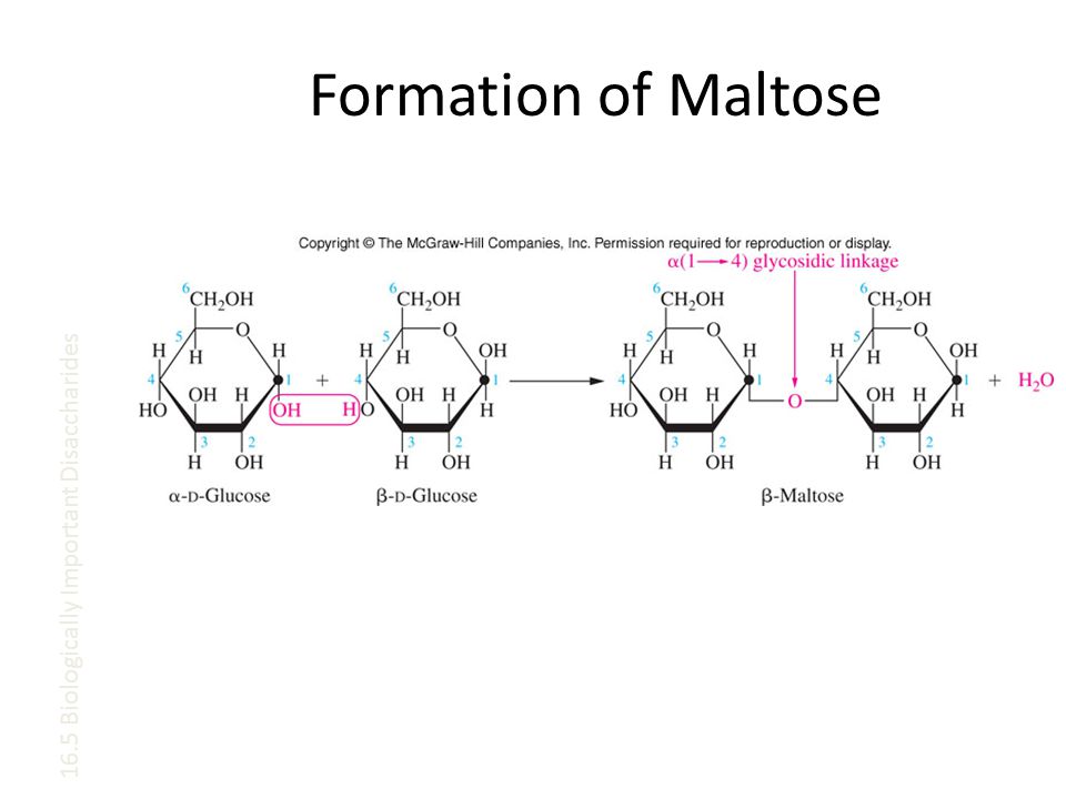 Formation of Maltose 16.5 Biologically Important Disaccharides