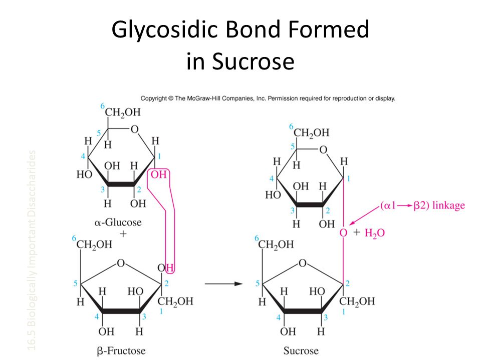 Glycosidic Bond Formed in Sucrose 16.5 Biologically Important Disaccharides