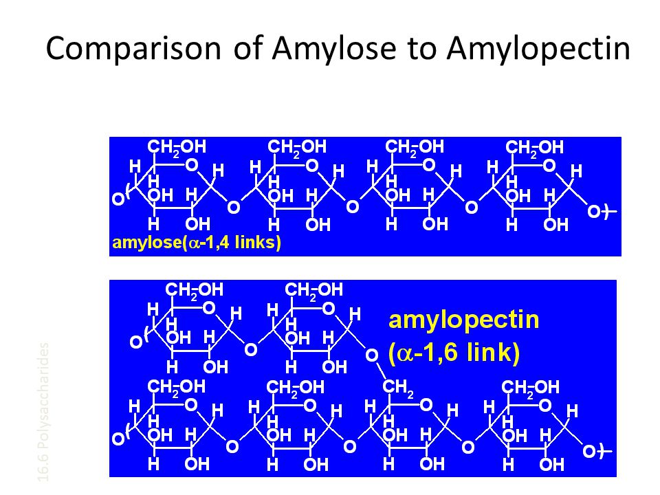 Comparison of Amylose to Amylopectin 16.6 Polysaccharides