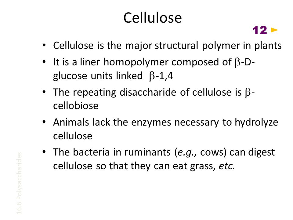 Cellulose is the major structural polymer in plants It is a liner homopolymer composed of  -D- glucose units linked  -1,4 The repeating disaccharide of cellulose is  - cellobiose Animals lack the enzymes necessary to hydrolyze cellulose The bacteria in ruminants (e.g., cows) can digest cellulose so that they can eat grass, etc.