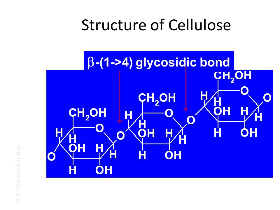 Structure of Cellulose  -(1->4) glycosidic bond 16.6 Polysaccharides