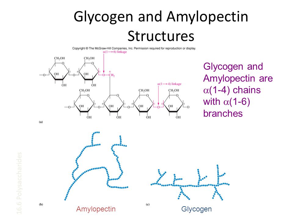 Glycogen and Amylopectin Structures Glycogen and Amylopectin are  (1-4) chains with  (1-6) branches AmylopectinGlycogen 16.6 Polysaccharides