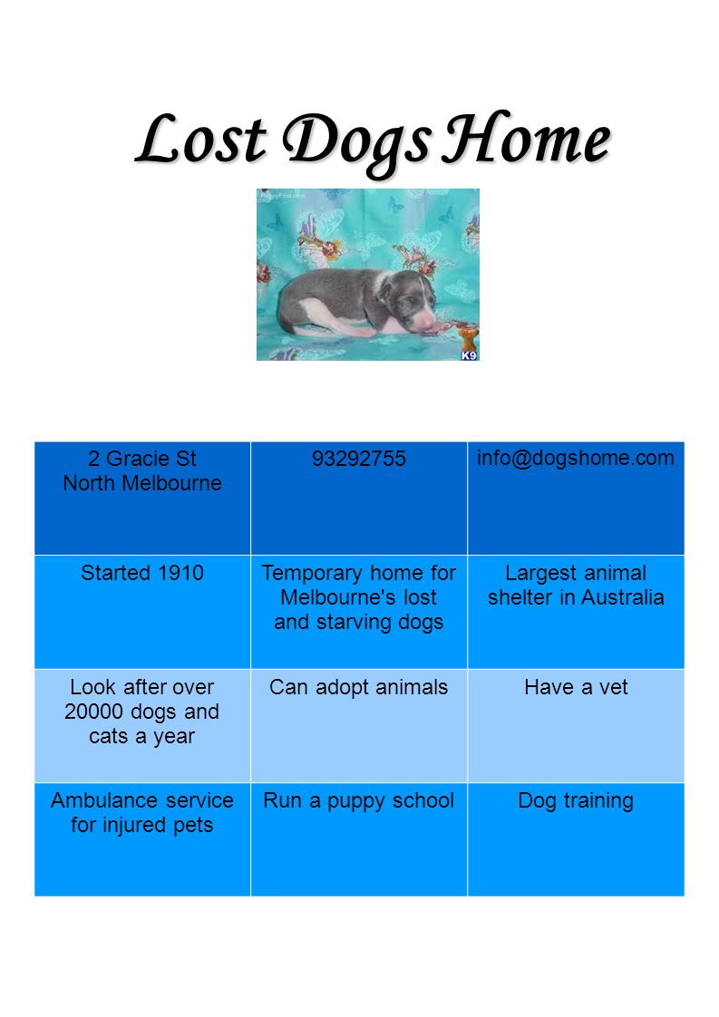 Lost Dogs Home 2 Gracie St North Melbourne Started 1910Temporary home for Melbourne s lost and starving dogs Largest animal shelter in Australia Look after over dogs and cats a year Can adopt animalsHave a vet Ambulance service for injured pets Run a puppy schoolDog training