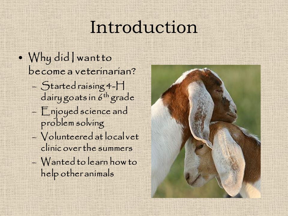 Introduction Why did I want to become a veterinarian.