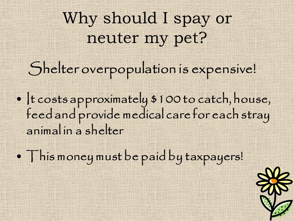 Why should I spay or neuter my pet.