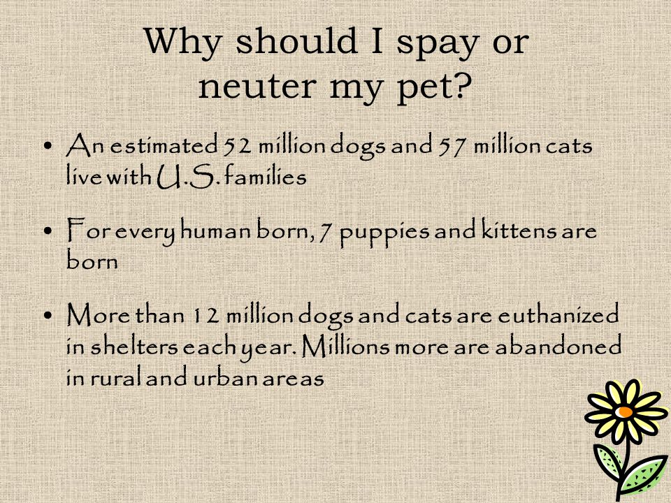 Why should I spay or neuter my pet. An estimated 52 million dogs and 57 million cats live with U.S.