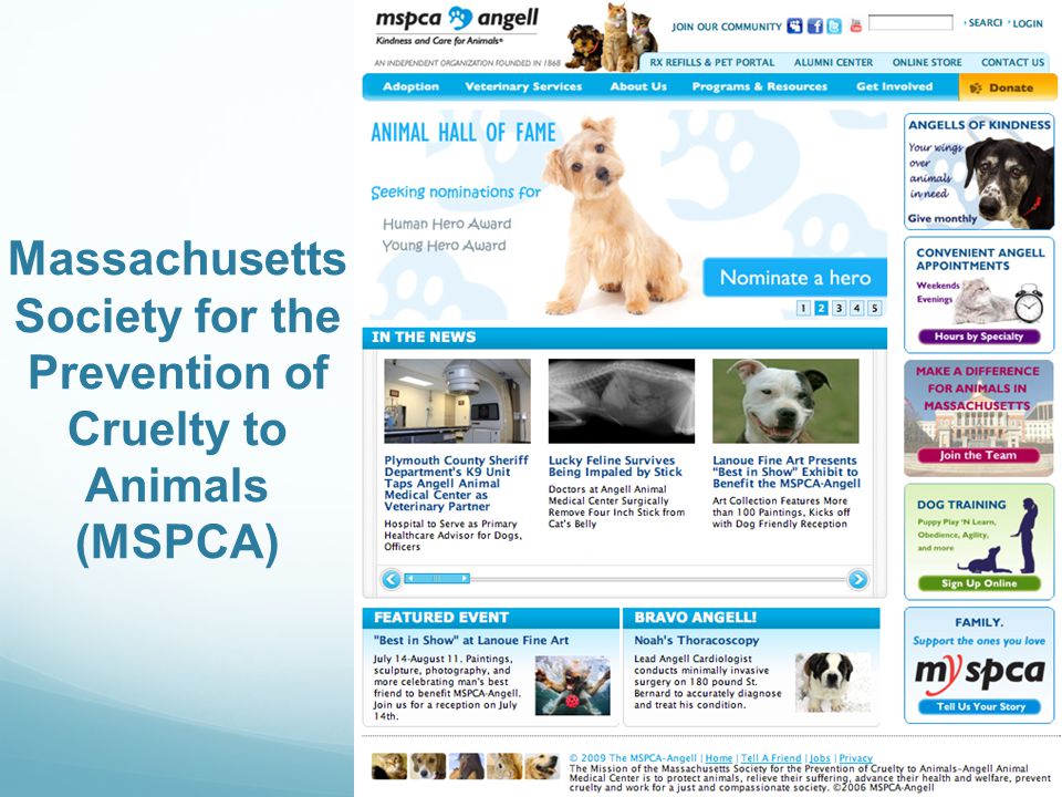 Comparison of Three Massachusetts Animal Shelters Madalyn Black. - ppt  download
